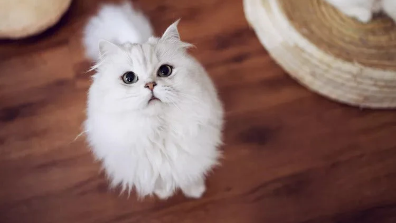 Araştırma: Kediler erkeklere daha çok miyavlıyor çünkü erkeklerin onları anlamadığını düşünüyor