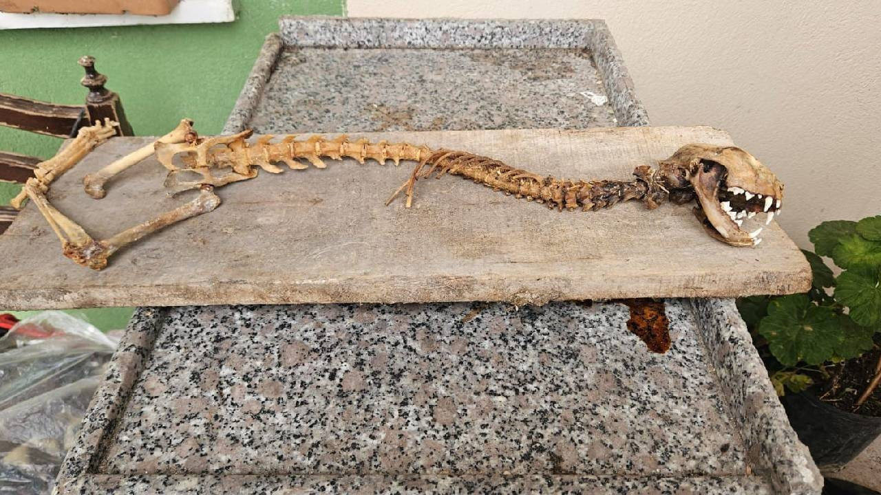 Artvin’de bulundu: 55 santimetre boyunda! Ahırda b…