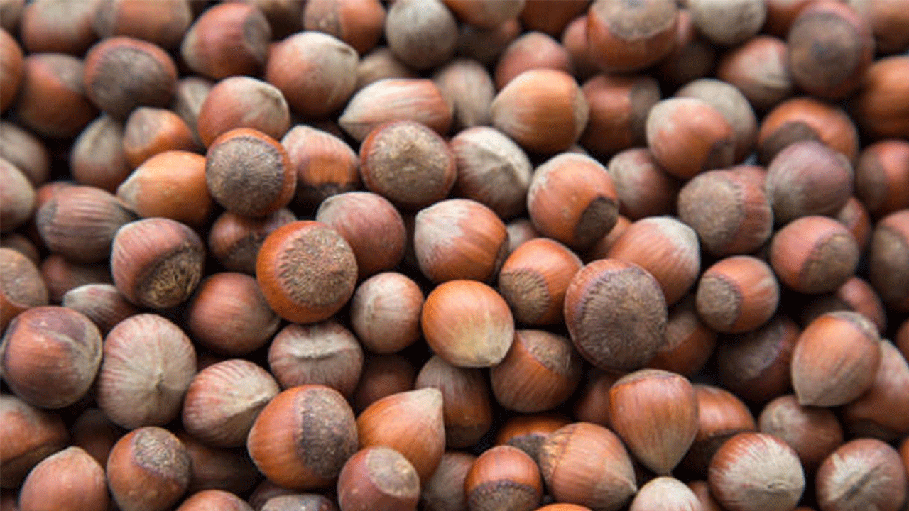 Türkiye’nin fındık ihracatı üç ayda 547 milyon doları geçti