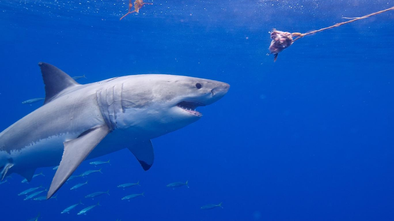 Yeni araştırma: İnsanlar köpekbalıklarını artık sevimli buluyor