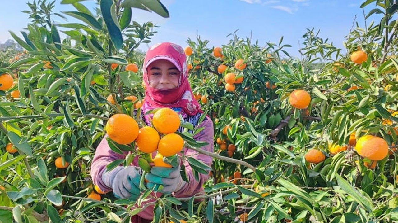 Çiftçi zarar ediyor, en fazla kazanan yüzde 10 kazanıyor