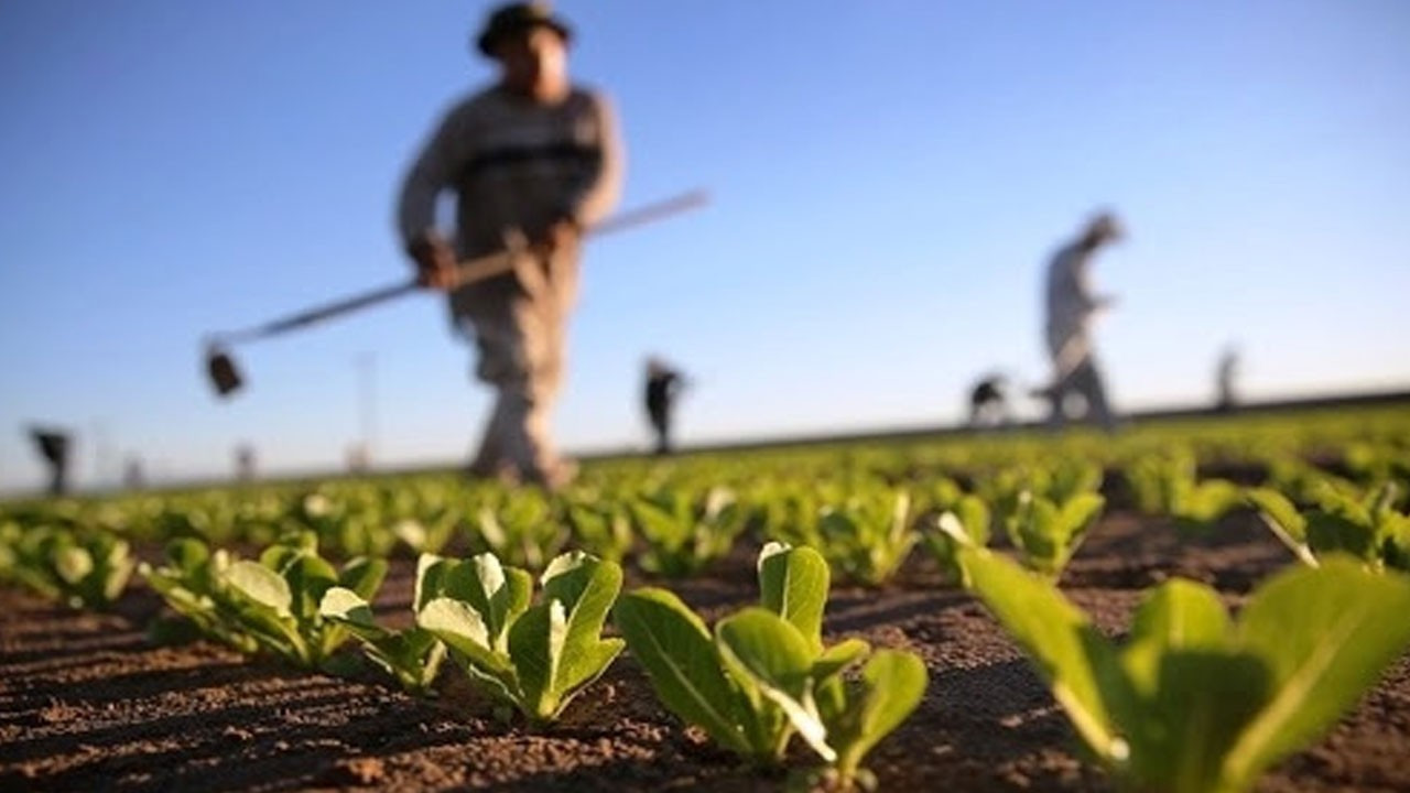 Tarım ve gıda krizinden çıkış nasıl olmalı?