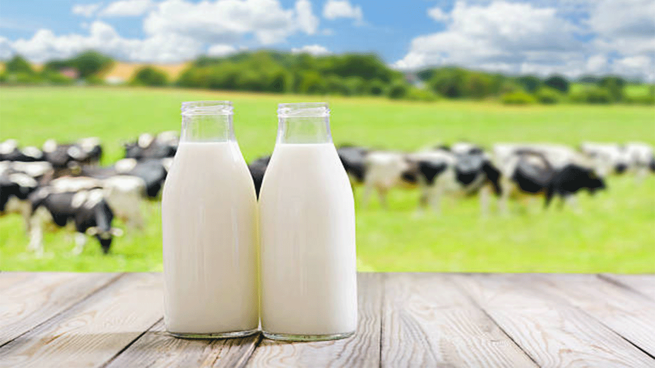 Toplanan inek sütü miktarı ekim ayında 895 bin 834 ton oldu