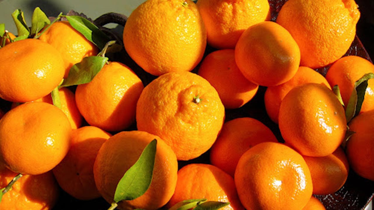 Türkiye’nin yaş meyve sebze ihracatı 518,7 milyon dolara ulaştı