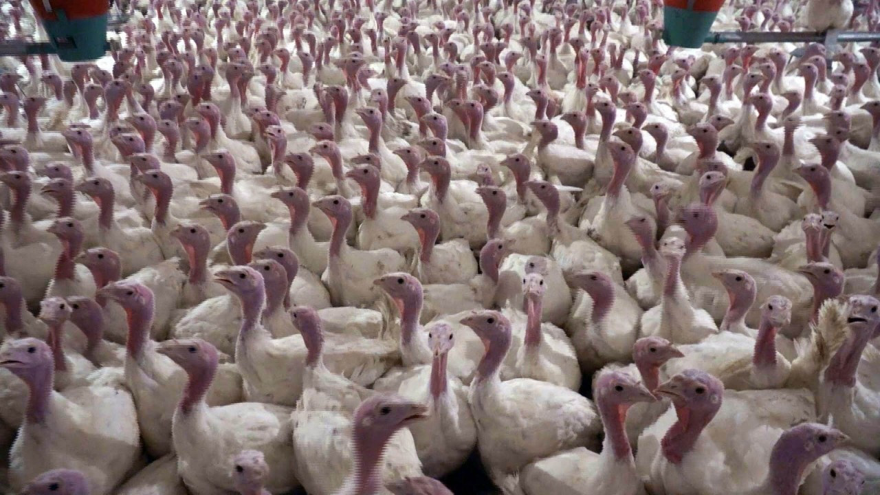 Yılbaşı sofralarının yıldızı hindinin fiyatı belli oldu