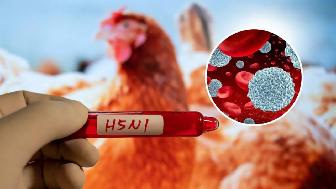 Kuş gribi olarak bilinen H5N1 virüsünün nasıl bulaştığı ortaya çıktı