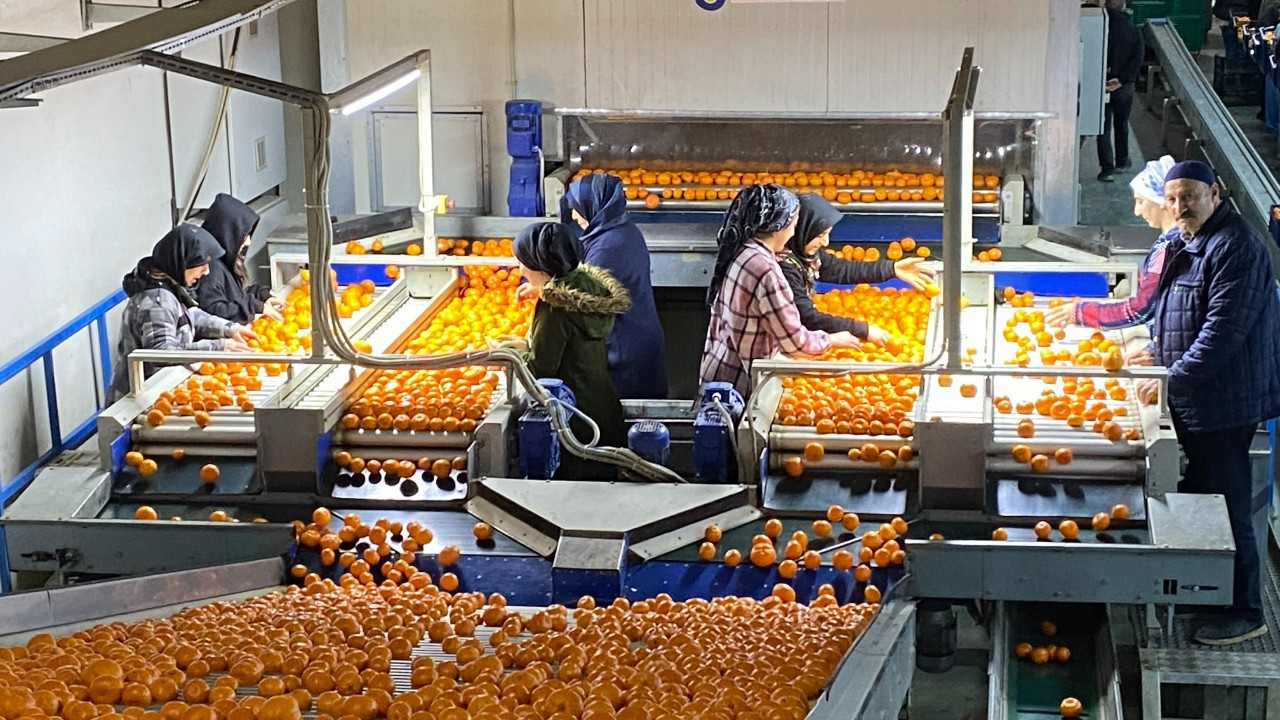 Mandalina ihracatında yeni hedef 1 milyar dolar