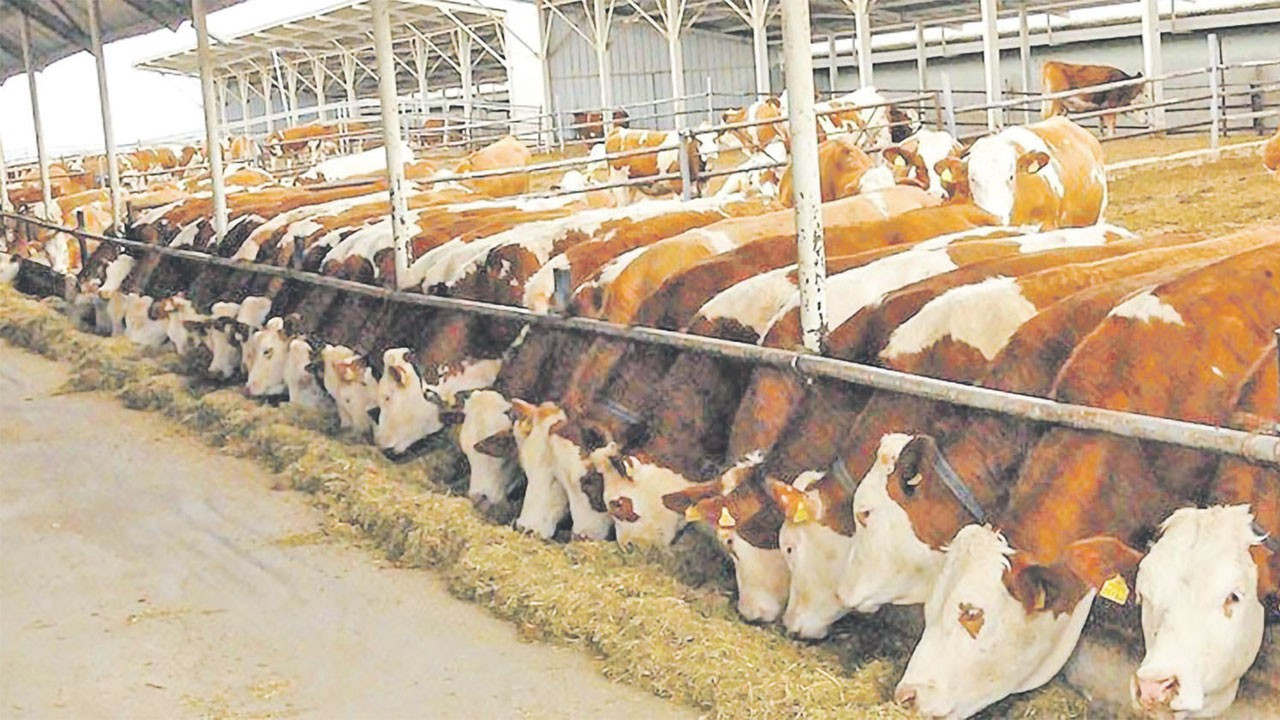 Şap hastalığı nedeni ile Karasu'da 37 mahalle karantinaya alındı