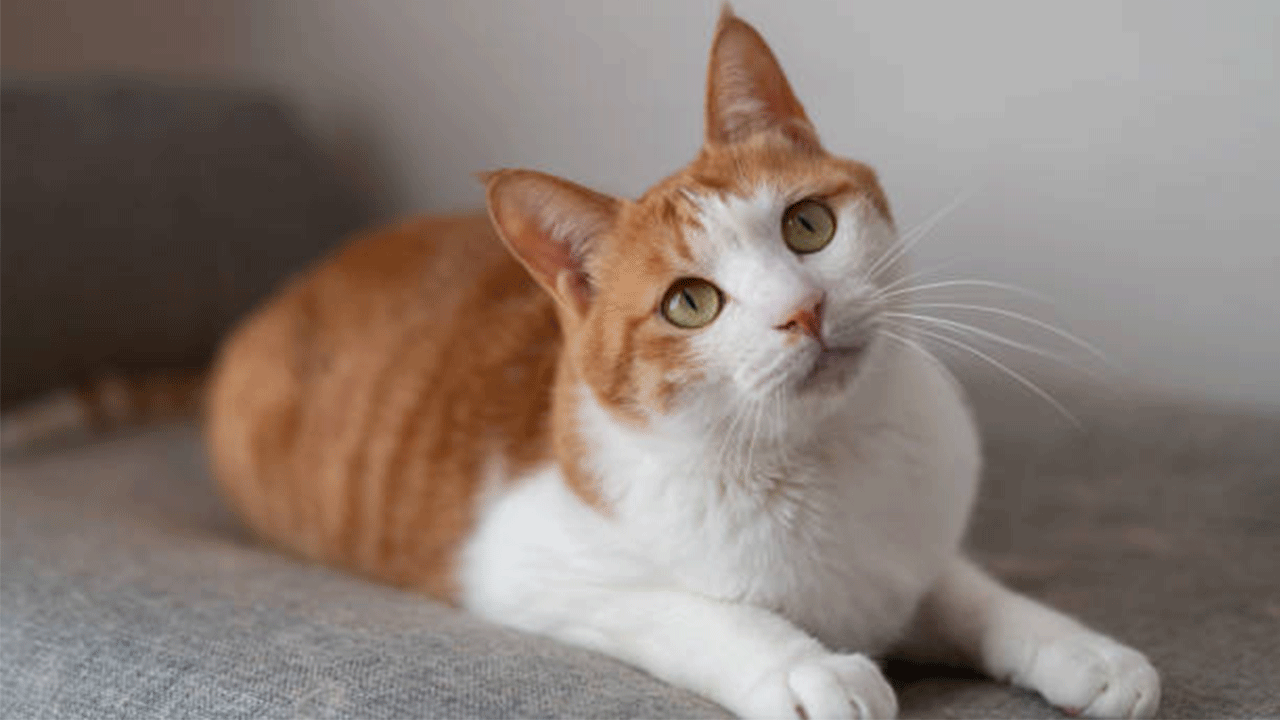 Bilim insanları açıkladı: Kedinizle bağ kurmanın şaşırtıcı derecede basit bir yolu var