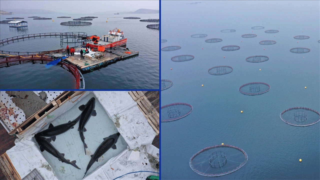 Elazığ’daki tesis, mersin balığı yetiştiriciliğiyle havyar üretim üssü olmayı hedefliyor