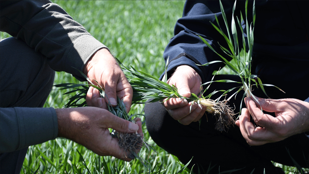 Kasımda yağışlar azaldı, tarımsal üretim için gözl…