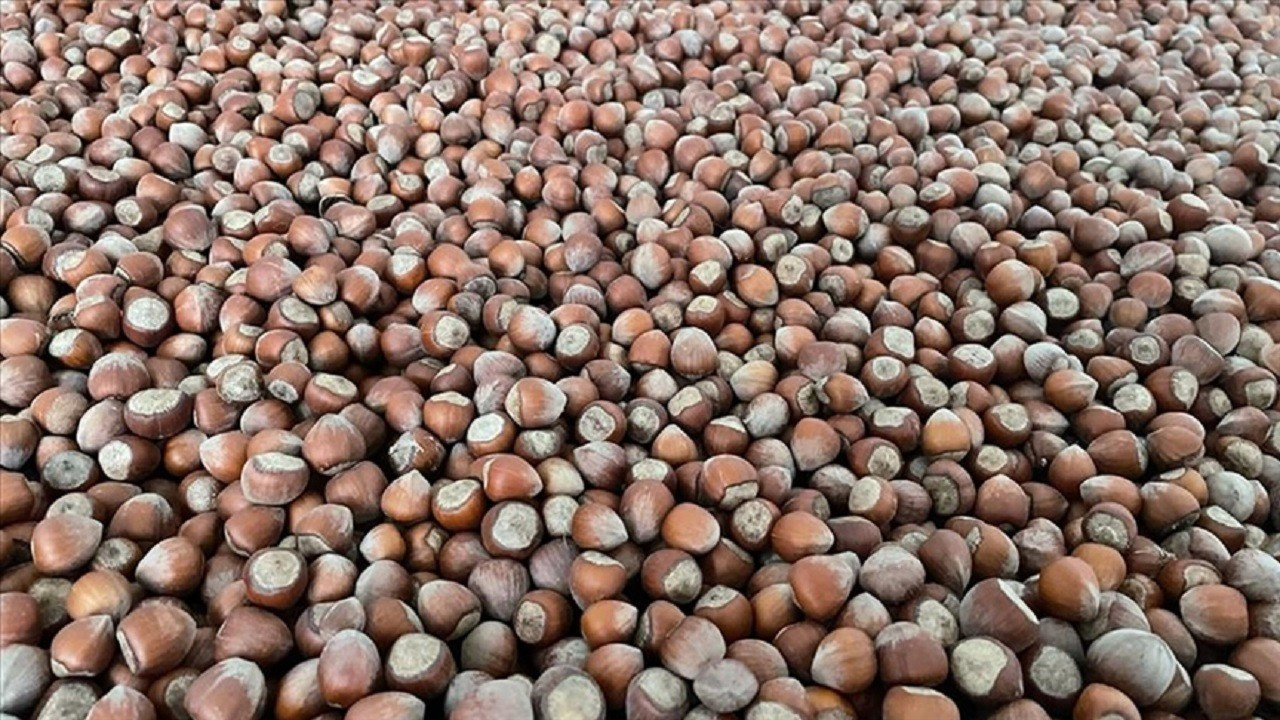 Fındık arzı ve ihracatında yarı yarıya gerileme var!