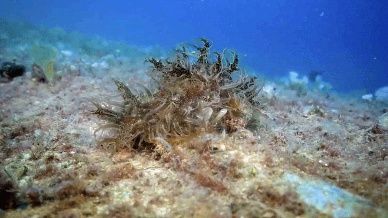 Hayalet ağlarla mücadelede 420 milyon metrekare alan tarandı