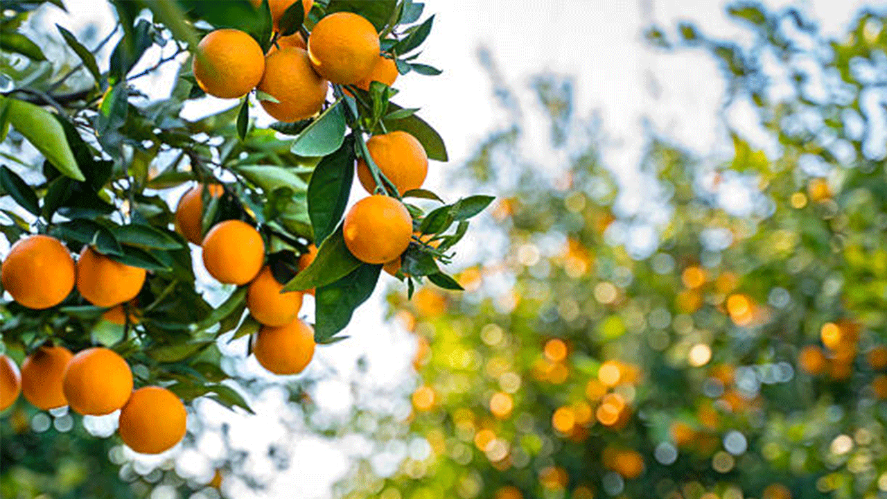 Yeni yıl öncesi narenciye hasadında yoğunluk arttı