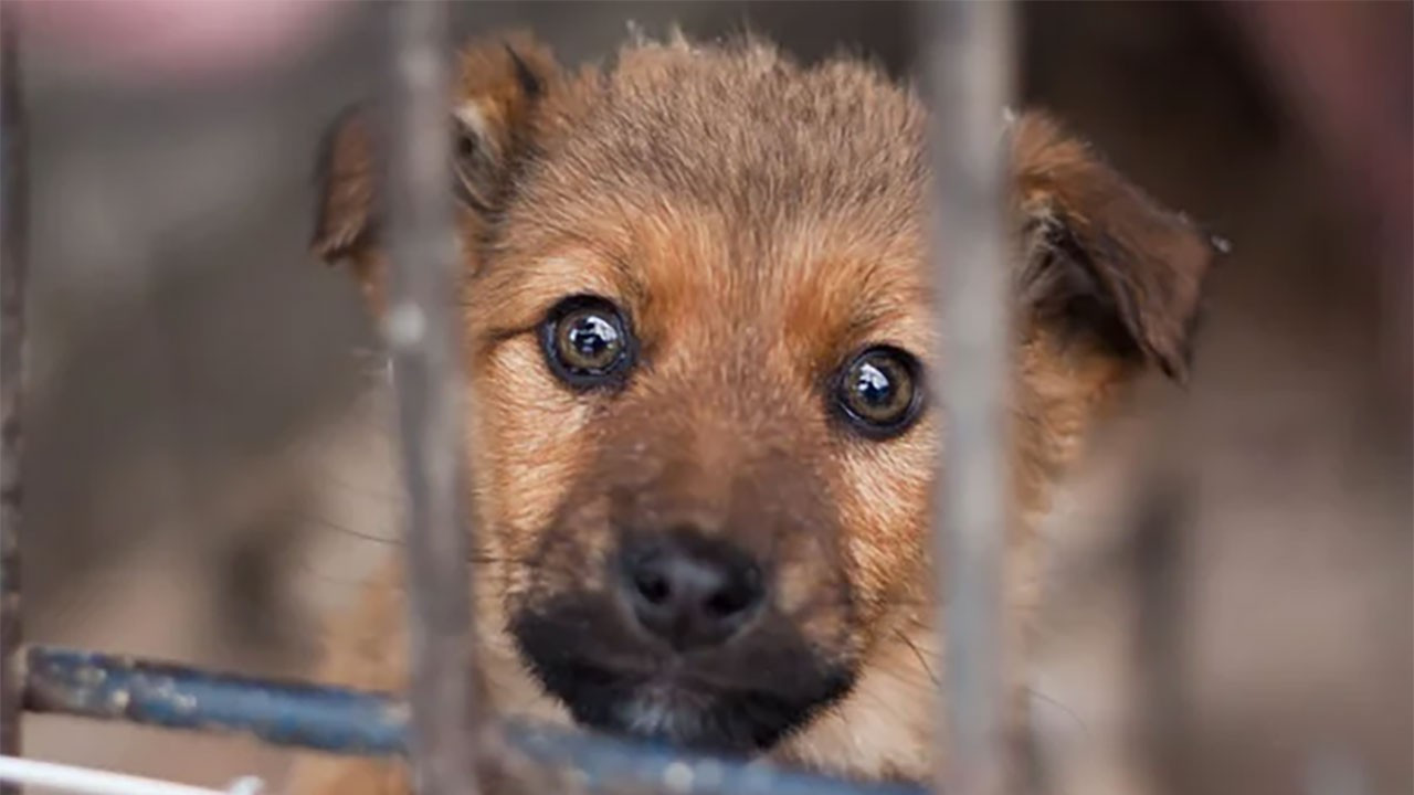 ABB'ye ait barınakta köpeklerin itlaf edildiği iddiası: Mansur Yavaş soruşturma talimatı verdi