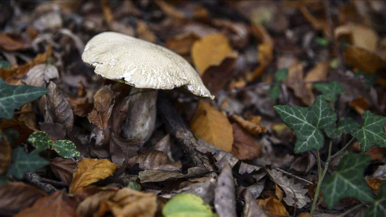 Antalya'da mantar toplamak için ormanlık alana giden kişi ölü bulundu