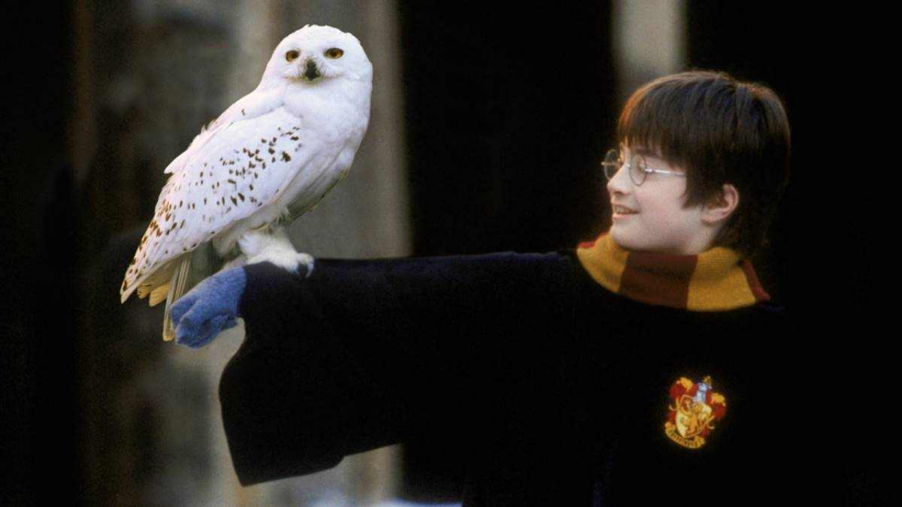 İsveç "Harry Potter" serisiyle özdeşleşen kar baykuşunun neslinin tükendiğini duyurdu