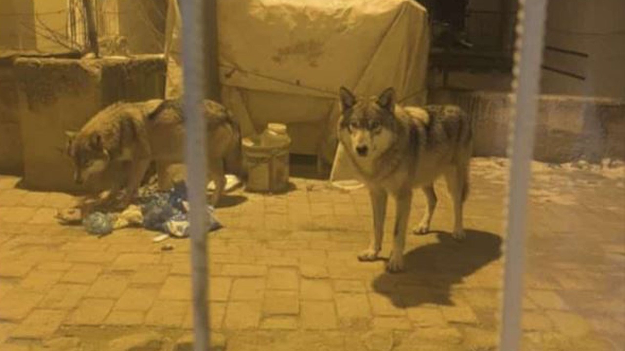 Ankara'da aç kalan kurtlar şehre indi, çöpleri karıştırdı