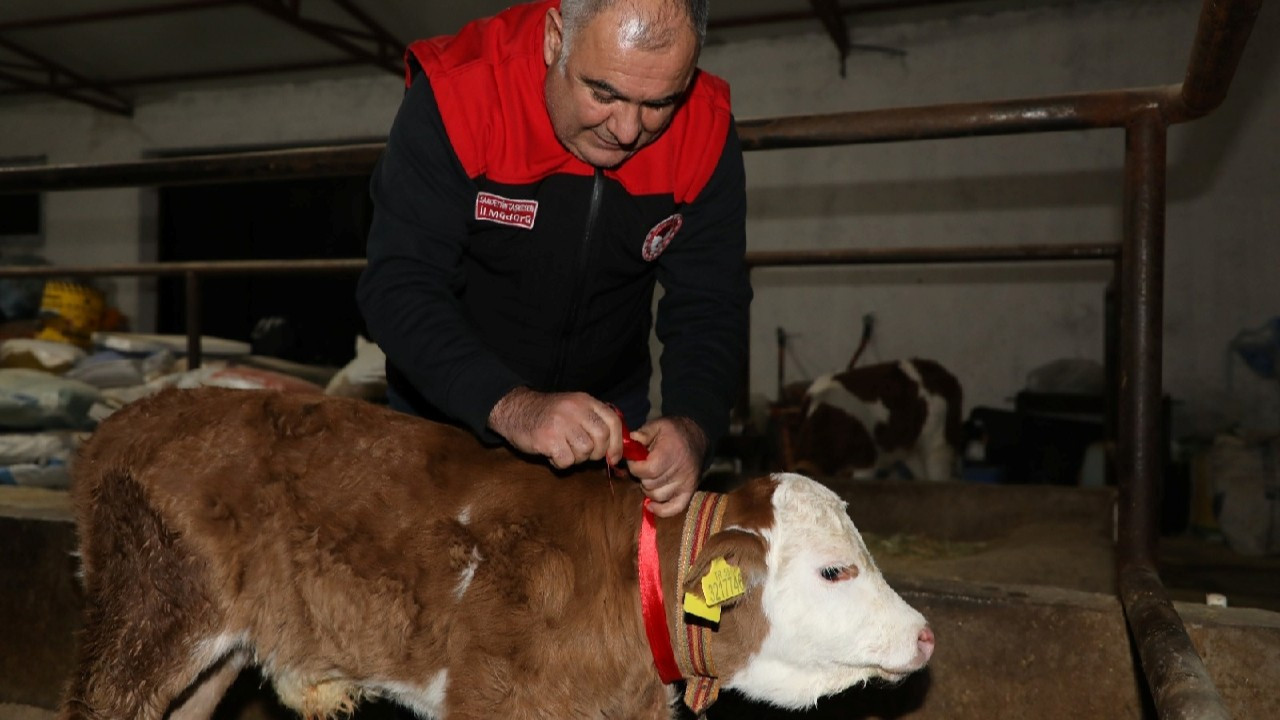 Elazığ'da yeni yılın ilk dakikalarında doğan buzağıya altın takıldı