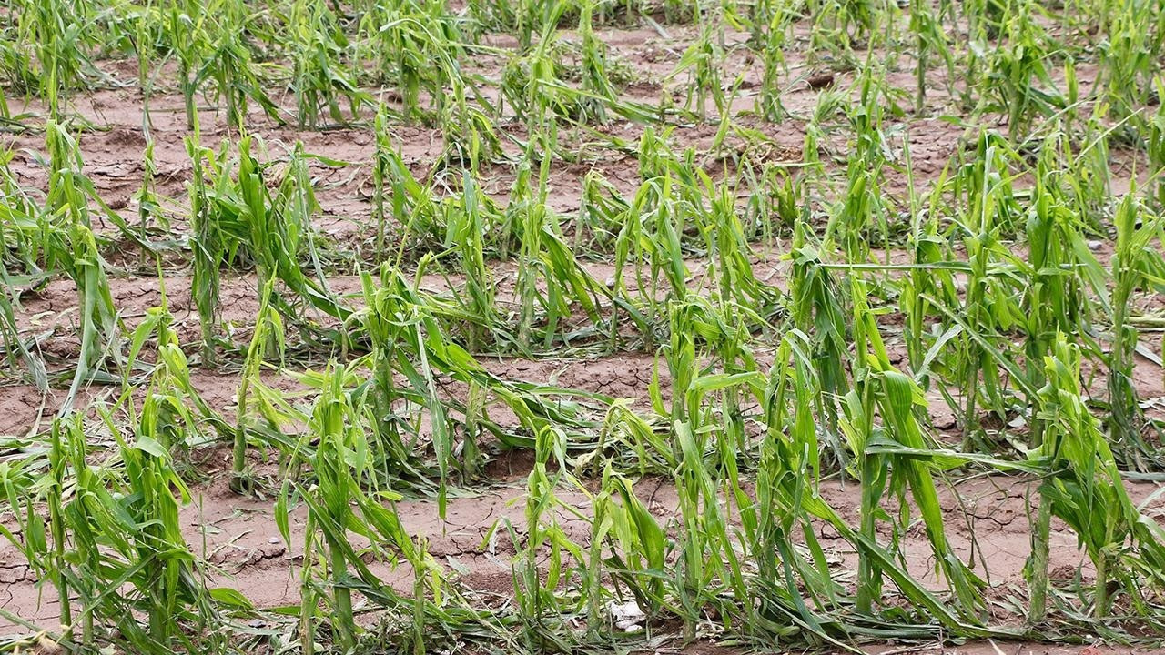 Resmi Gazete’de yayımlandı: Tarım sigortalarında risk kapsamı genilşletildi