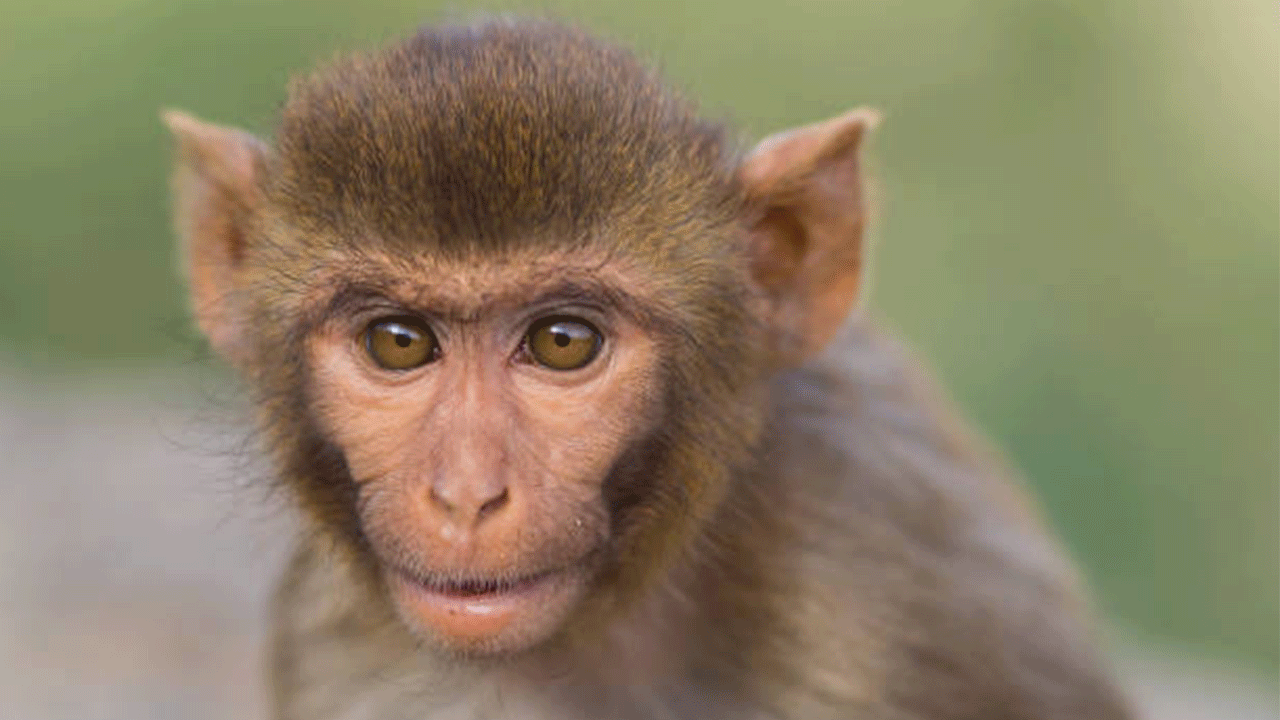 Çin’de laboratuvar maymunlarının fiyatı hızla yükseliyor