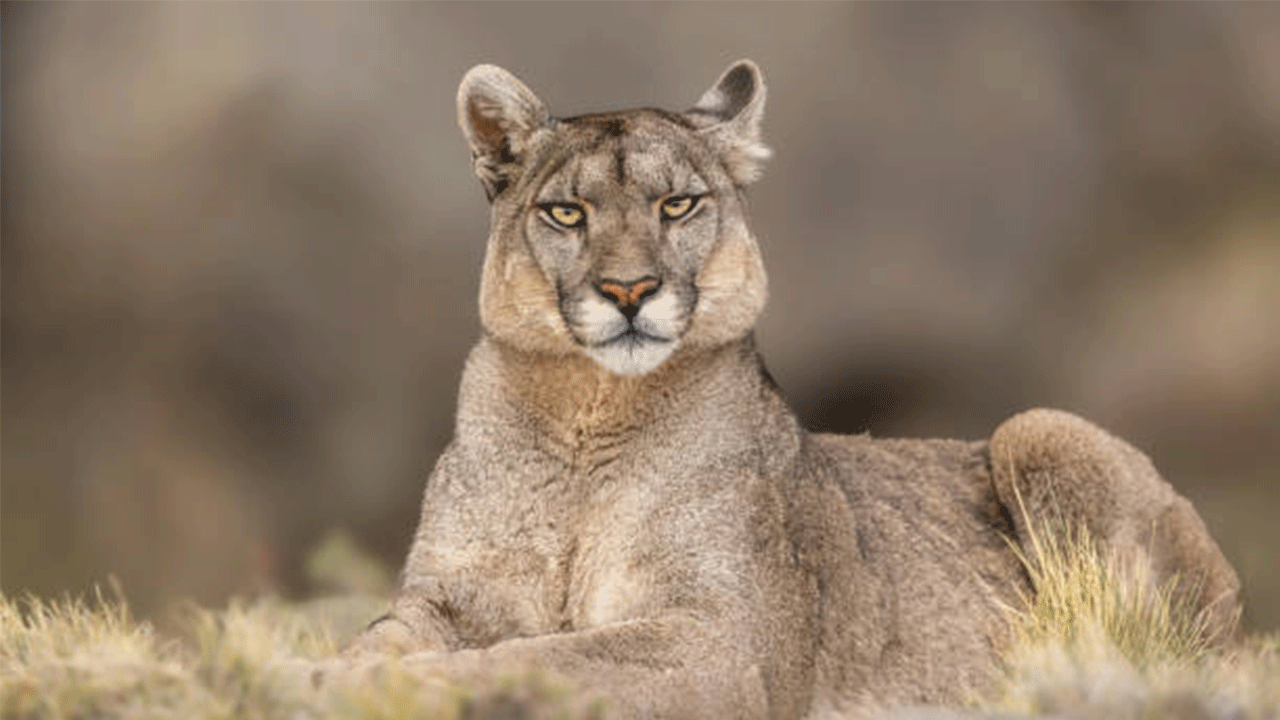 ABD'de Rocky Dağları'nda yürüyüş yapan kadın puma saldırısında hayatını kaybetti