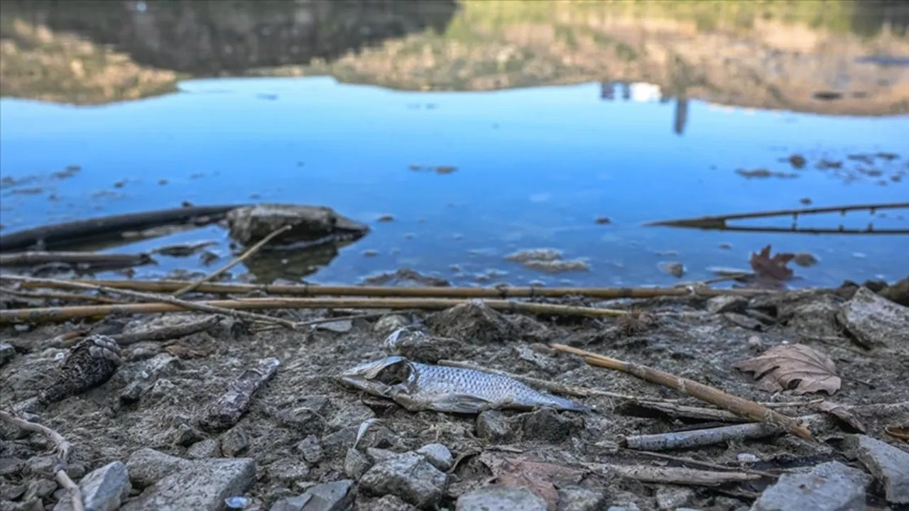 Arnavutköy'deki gölde toplu balık ölümleri! Açıklama geldi