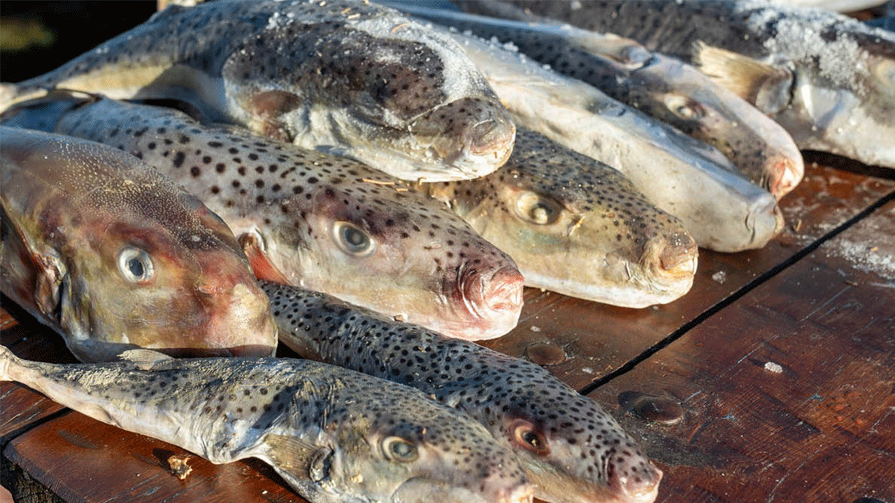 Adana’da 4 günde 128 bin balon balığı toplandı