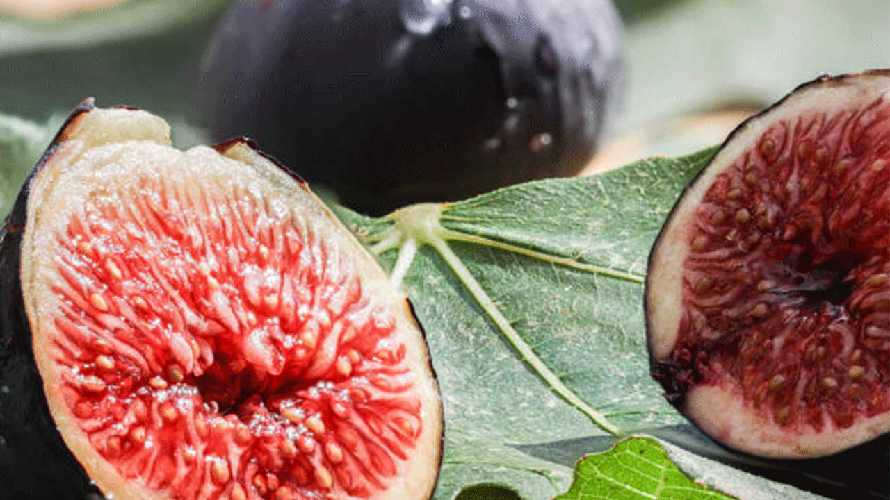 Kraliçe incirinin ihracatında kilogram başına 1 dolarlık değer artışı gerçekleşti