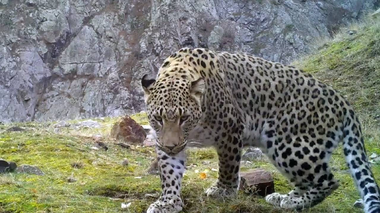 Anadolu parsına zarar verene rekor ceza: 45 milyon TL ve hapis...