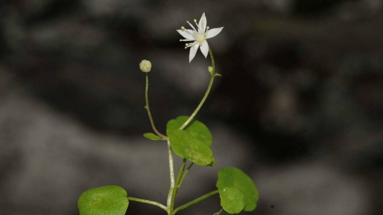 İzmir'de keşfedildi, Türkiye'de bir ilk...