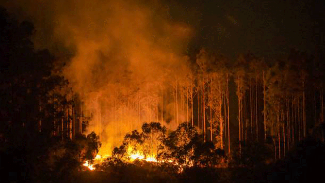 Patagonya’da orman yangınları: 12 bin hektar kül oldu
