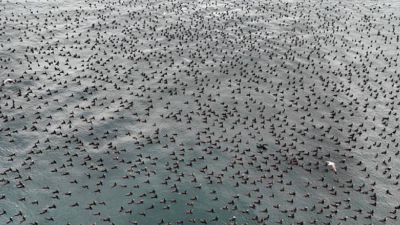 İstanbul'da dondurucu soğukta binlerce kuş denizde bir araya geldi (Video)
