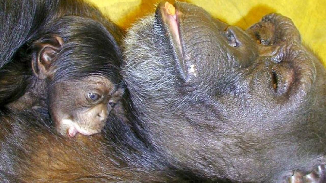 Çince ve İngilizce okuyabilen 'dahi' şempanze Ai 49 yaşında öldü