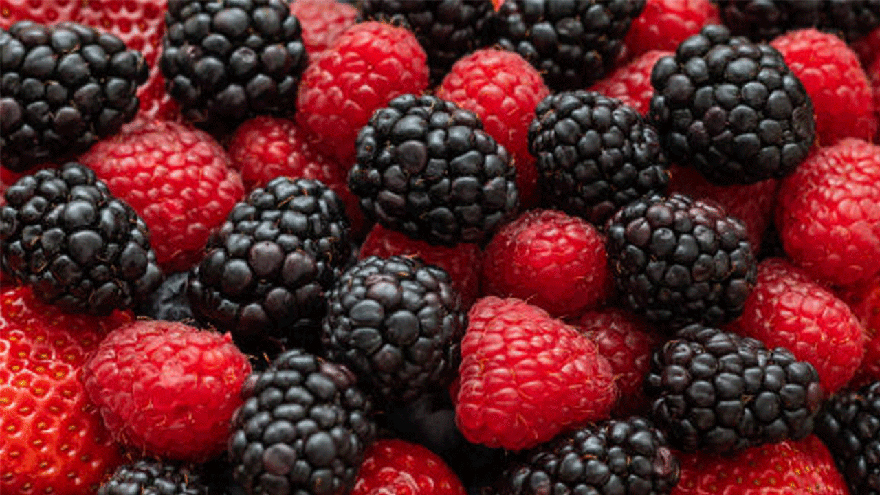 Kestel’de ahududu ve böğürtlen üretimi Sırbistan modeliyle artırılacak