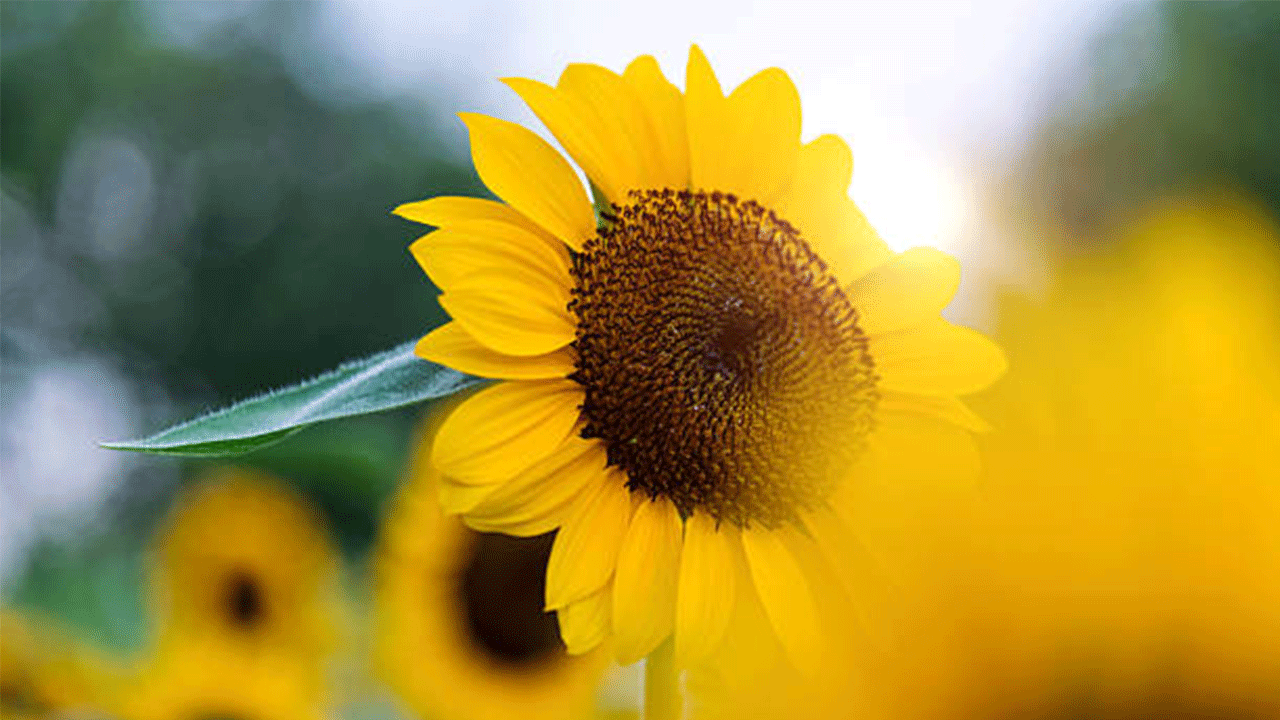 Kozan’da 453 çiftçiye ayçiçeği tohumu desteği sağlandı