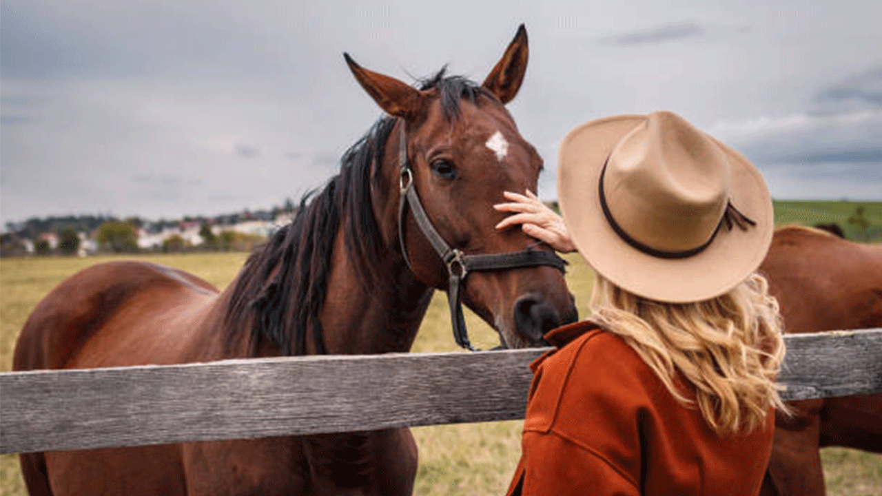 Fransa’dan çarpıcı bulgu: Atlar insanlardaki korkuyu hissediyor