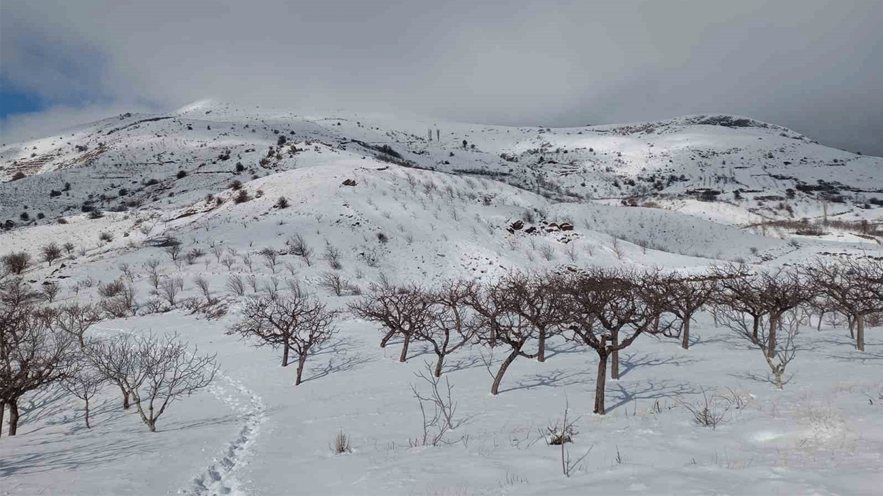 Yüksek kesimlerdeki kar yağışı Manisalı çiftçileri sevindirdi