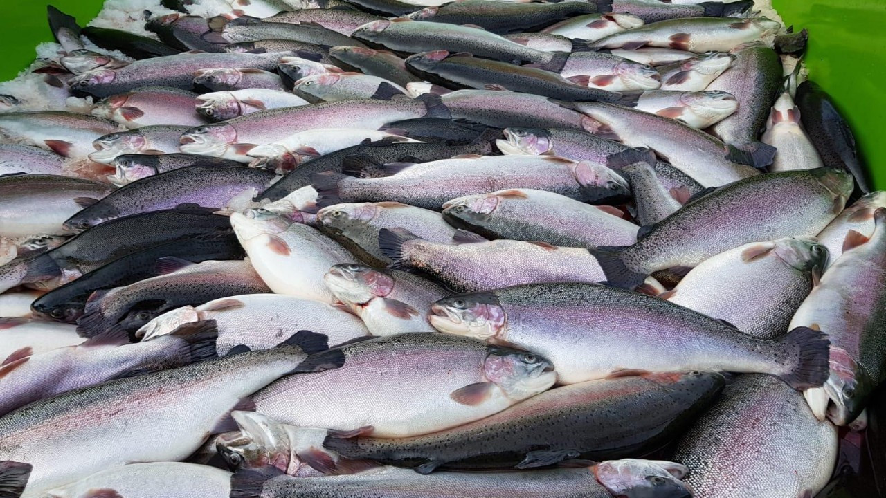 Yakakent’in su ürünleri ihracatı artacak