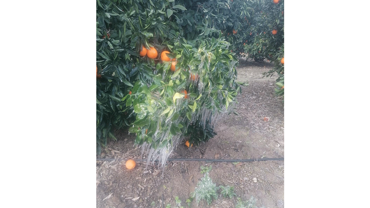 Adana’da zirai don portakal bahçelerini vurdu