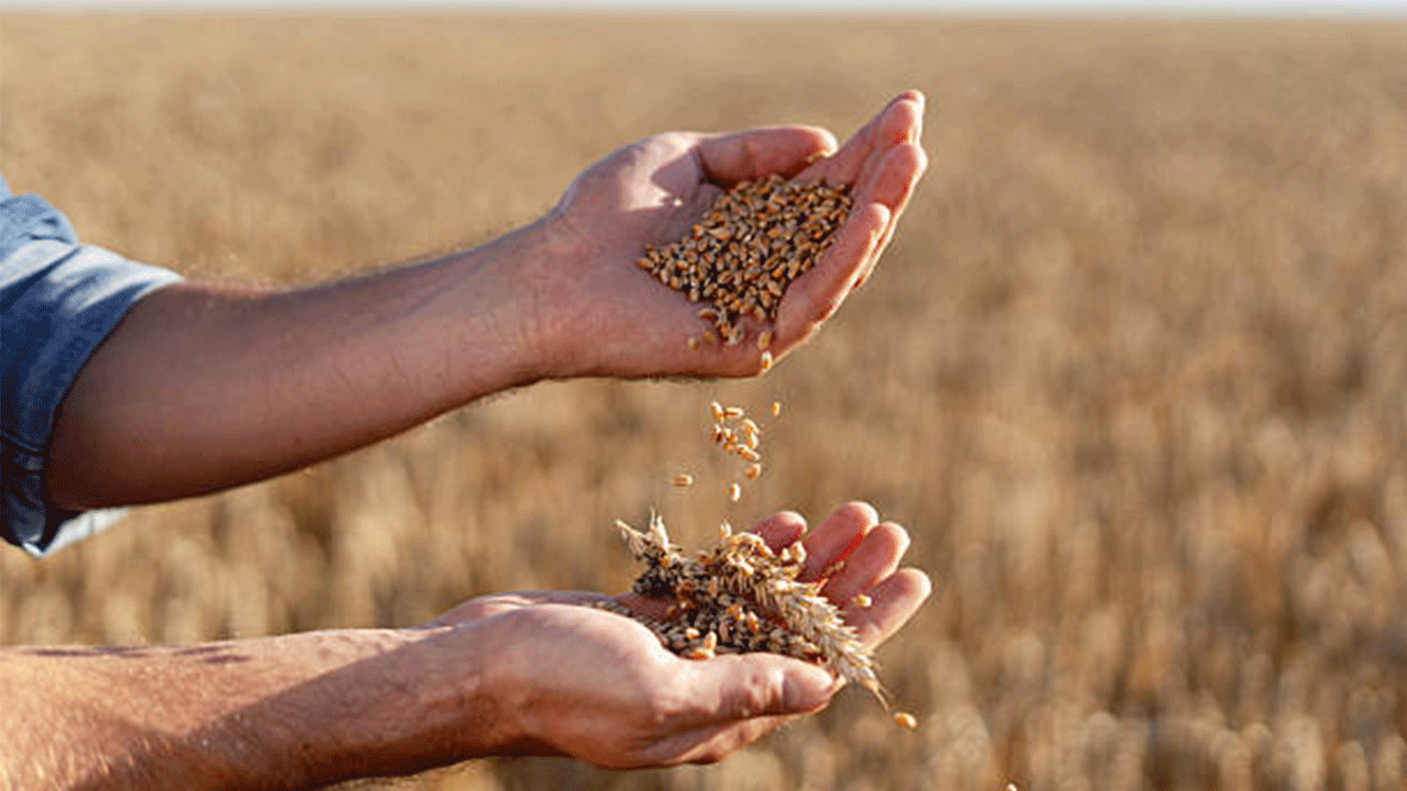 Muğla Büyükşehir Belediyesi'nden yerel tarıma 22 milyon tohum desteği