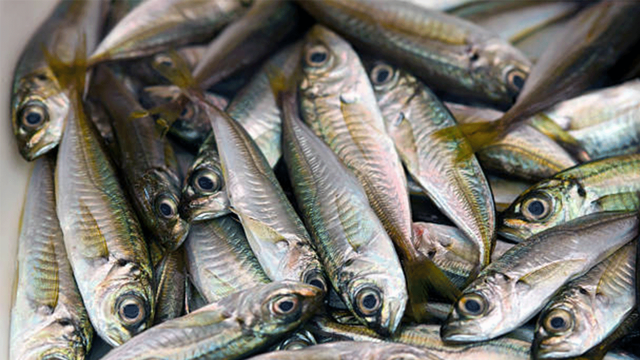 Beykoz’da ele geçirilen 204 kasa istavrit ihtiyaç sahiplerine dağıtıldı