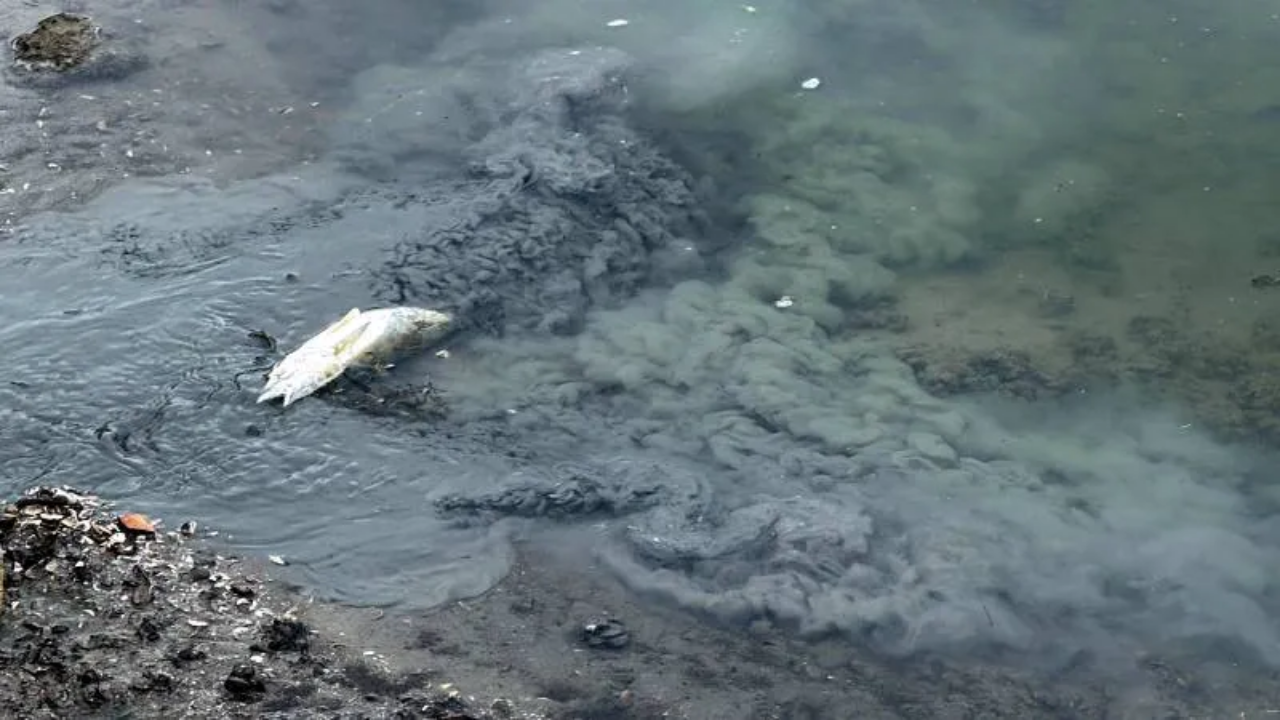 Tekirdağ’da gölette balık ölümlerine inceleme