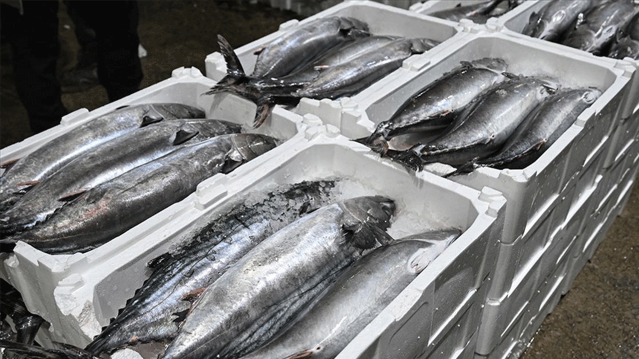 İstanbul ve Tekirdağ açıklarında torik bolluğu yaşanıyor