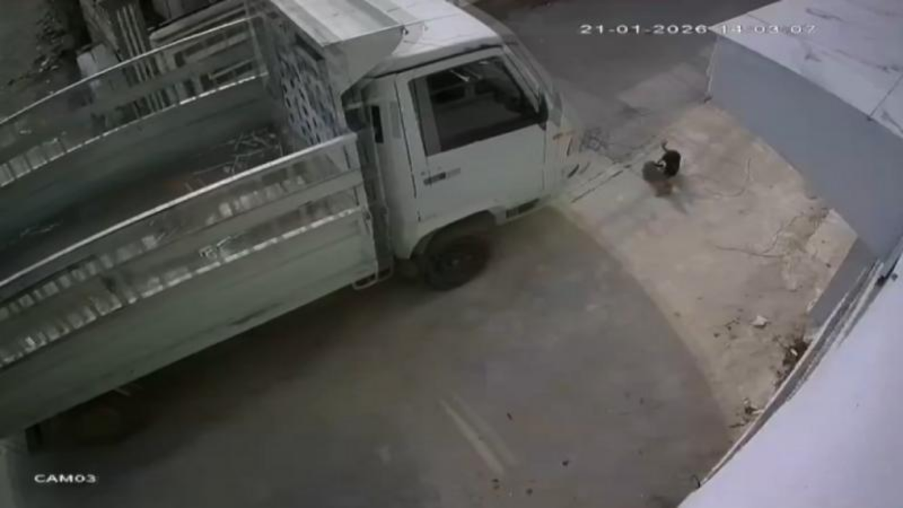 Kamyonetiyle kediyi ezen sürücüye bir ay "hayvan barınağında çalışma cezası" verildi