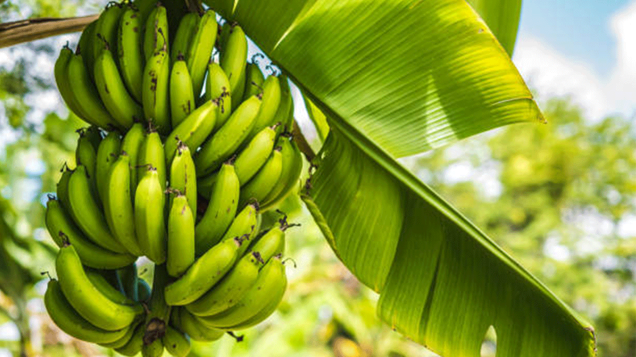 Alanya'da muz hasadı rekor seviyede: Ülke ihtiyacının yüzde 40’ı karşılanıyor