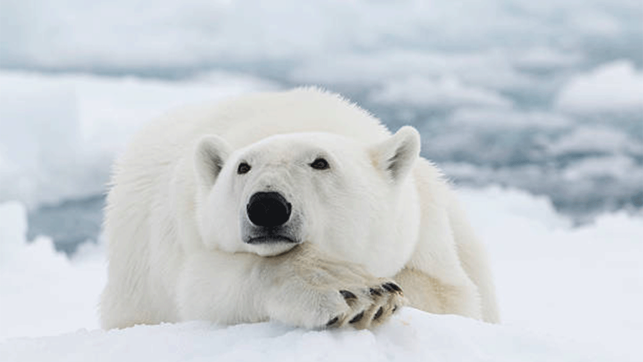 Araştırma: Svalbard’da kutup ayıları şişmanladı