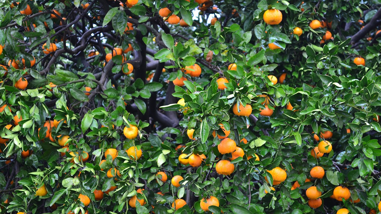 Narenciyede büyük potansiyel, küçük katma değer