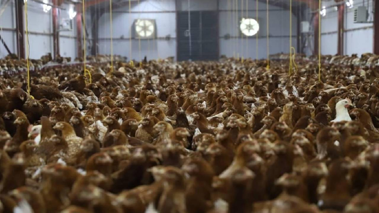 Kanatlı hayvan yetiştiriciliğinde teknik ve sağlık şartları belirlendi