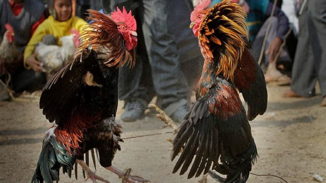 Samsun'da horoz dövüştüren 91 kişiye 1 milyon 55 bin lira ceza